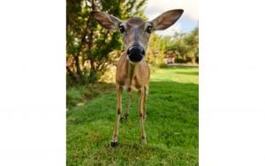 Picture of a deer in a grassy yard